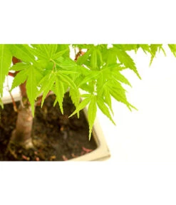 Outdoor-Bonsai Ahorn - Acer Palmatum 5 Outdoor-Bonsai Ahorn - Acer Palmatum -Dehner 8286288 PR DE 001 AhornAcerPalmatumAtropurpureumOhneUnterschaleT15DehnerExpressHerzig