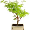 Outdoor-Bonsai Ahorn - Acer Palmatum -Dehner 8286288 PR FS 001 AhornAcerPalmatumAtropurpureumOhneUnterschaleT15DehnerExpressHerzig