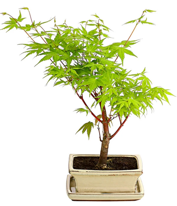 Outdoor-Bonsai Ahorn - Acer Palmatum 3 Outdoor-Bonsai Ahorn - Acer Palmatum