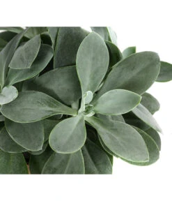 Kreuzkraut - Senecio Cephalophorus -Dehner 8290652 WE DE 001 SenecioCephalophorusT12