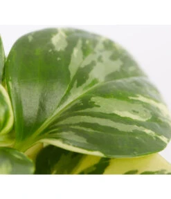 Peperomie - Peperomia Obtusifolia Variegata 'Golden Genua' 7 Peperomie - Peperomia Obtusifolia Variegata 'Golden Genua' -Dehner 8290975 PR DE 001 PeperomiaObtusifoliaVariegataBuntT11DehnerExpressZS