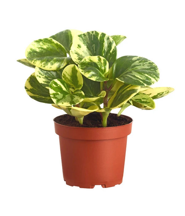 Peperomie - Peperomia Obtusifolia Variegata 'Golden Genua' 3 Peperomie - Peperomia Obtusifolia Variegata 'Golden Genua'