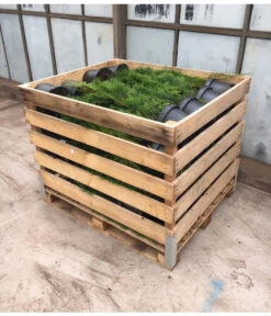 24 Meter Lebensbaum 'Smaragd', 80 X Ca. 60-80 Cm -Dehner 8295156 WE FS 003 ThujaPalette5Liter