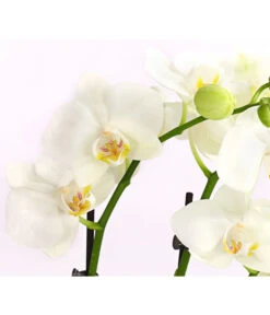 Midi Schmetterlingsorchidee - Phalaenopsis Cultivars, Weiß -Dehner 8295297 WE DE 001 SchmetterlingsorchideePhalaenopsisHybrideTableDance2TrieberDehnerExpressHerzig