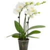 Midi Schmetterlingsorchidee - Phalaenopsis Cultivars, Weiß 2 Midi Schmetterlingsorchidee - Phalaenopsis Cultivars, Weiß -Dehner 8295297 WE FS 001 SchmetterlingsorchideePhalaenopsisHybrideTableDance2TrieberDehnerExpressHerzig
