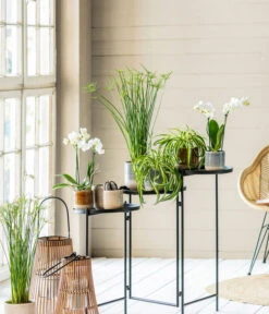 Midi Schmetterlingsorchidee - Phalaenopsis Cultivars, Weiß -Dehner 8295297 WE MO 001 PhalaenopsisMidiWeissCyperusGC052021