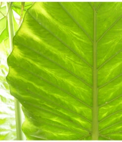 Pfeilblatt - Alocasia Portodora -Dehner 8297442 PR DE 001 AlocasiaPortodoraElefantenblattPixabay