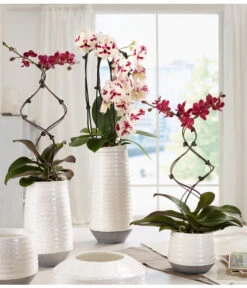 Schmetterlingsorchidee - Phalaenopsis Cultivars 'Big Lip', Kaskade 9 Schmetterlingsorchidee - Phalaenopsis Cultivars 'Big Lip', Kaskade -Dehner 8297830 WE MO 001 OrchideenKeramikCeciliaDehnerbild