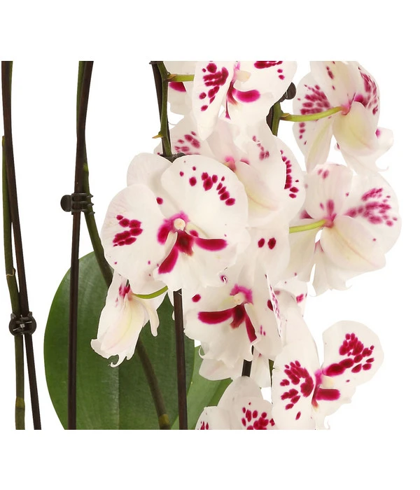 Schmetterlingsorchidee - Phalaenopsis Cultivars 'Big Lip', Kaskade 4 Schmetterlingsorchidee - Phalaenopsis Cultivars 'Big Lip', Kaskade – Bild 2