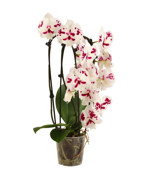 Schmetterlingsorchidee - Phalaenopsis Cultivars 'Big Lip', Kaskade 3 Schmetterlingsorchidee - Phalaenopsis Cultivars 'Big Lip', Kaskade