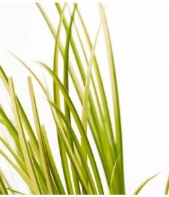 Dehner Kalmus -Dehner 8310088 WE DE 001 KalmusAcorusGramineusOgonT9DehnerExpressZS