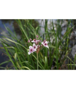 Dehner Schwanenblume - Wasserviole - Blumenbinse