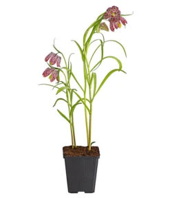Schachbrettblume - Kibitzei -Dehner 8311722 PR FS 001 FritillariaMeleagrisT9DehnerExpressHerzig