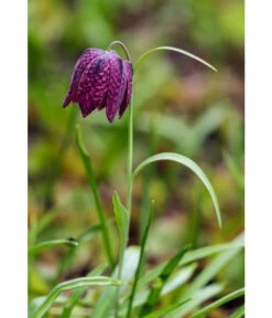 Schachbrettblume - Kibitzei -Dehner 8311722 WE MO 001 FritillariaMeleagrisSchachbrettblumeLucknerMai2015