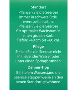 Dehner Seerose 'Red Spider' 13 Dehner Seerose 'Red Spider' -Dehner 8315939 Seerose Red Spider Etikett 2