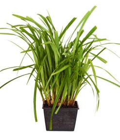 Hängende Segge - Riesen-Segge -Dehner 8319154 WE FS 001 CarexPendulaDehnerExpressZS