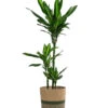 Drachenbaum - Dracaena Fragrans 'Cintho', In Seegras-Korb Harmony 1 Drachenbaum - Dracaena Fragrans 'Cintho', In Seegras-Korb Harmony -Dehner 8401218 WE FS 001 DracaenaHarmony Solitaerpflanze
