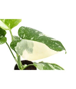 Fensterblatt - Monstera Deliciosa 'Thai Constellation', Panaschiert -Dehner 8402034 WE DE 001 MonsteraThaiConstellationT6