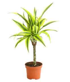 Drachenbaum - Dracaena Deremensis, Verschiedene Sorten -Dehner 8408809 WE FS 004 DrachenbaumDracaenaDeremesisMixT12DehnerExpressHerzig