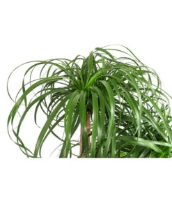 Elefantenfuß - Beaucarnea Recurvata, Hydrokultur -Dehner 8416588 WE DE 001 BeaucarneaVerzweigElefantenfussHydroT28 DehnerExpressHerzig