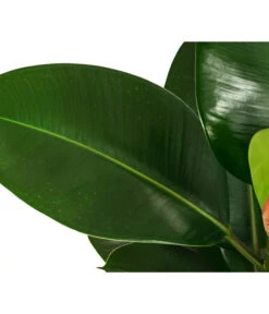 Gummibaum - Ficus Elastica 'Robusta', Hydrokultur -Dehner 8416885 WE DE 002 FicusElasticaRobustaHydroT18 19Gummibaum