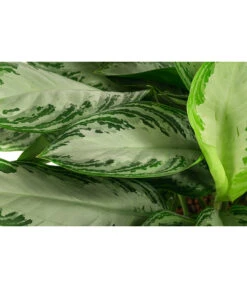 Kolbenfaden - Aglaonema 'Silverbay', Hydrokultur 11 Kolbenfaden - Aglaonema 'Silverbay', Hydrokultur -Dehner 8416919 WE DE 001 AglaonemaSilverbayHydroT22 19KolbenfadenDehnerExpressHerzig