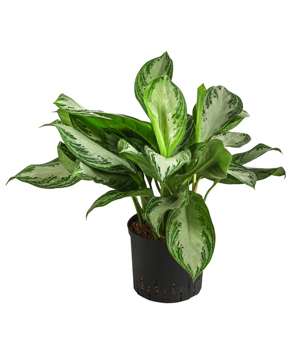Kolbenfaden - Aglaonema 'Silverbay', Hydrokultur 3 Kolbenfaden - Aglaonema 'Silverbay', Hydrokultur