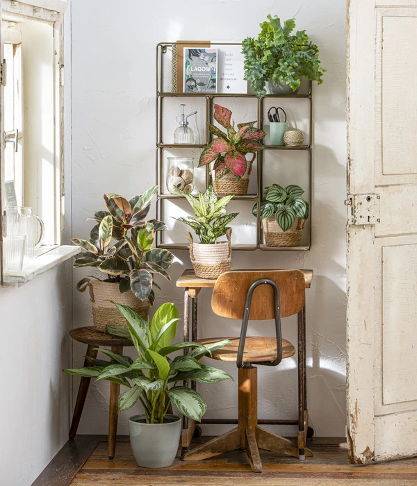 Kolbenfaden - Aglaonema 'Silverbay', Hydrokultur 4 Kolbenfaden - Aglaonema 'Silverbay', Hydrokultur – Bild 2