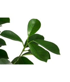 Lorbeer-Feige - Ficus Microcarpa 'Moclame', Hydrokultur -Dehner 8416927 WE DE 001 FicusMicrocarpaMoclameHydroT18 19BirkenfeigeDehnerExpressHerzig