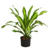 Drachenbaum - Dracaena Fragrans 'Burley', Hydrokultur -Dehner 8416950 WE FS 001 DracaenaFragransBurleyHydroT25 19DrachenbaumDehnerExpressHerzig