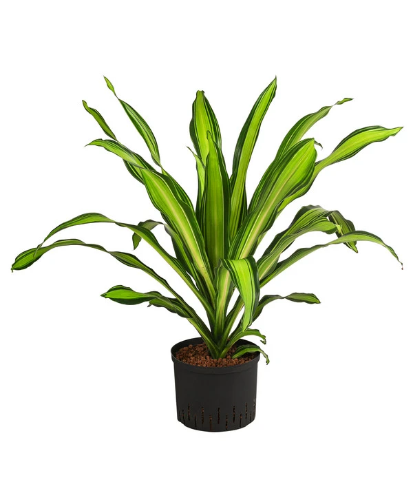 Drachenbaum - Dracaena Fragrans 'Burley', Hydrokultur 3 Drachenbaum - Dracaena Fragrans 'Burley', Hydrokultur