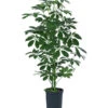 Strahlenaralie - Schefflera Arboricola Compacta 'Nora', Hydrokultur 2 Strahlenaralie - Schefflera Arboricola Compacta 'Nora', Hydrokultur -Dehner 8425472 WE FS 001 SCHEFFLERACOMPACTANora