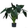 Pfeilblatt - Alocasia 'Wentii', Hydrokultur -Dehner 8425662 WE FS 001 AlocasiaWentii25 19H100