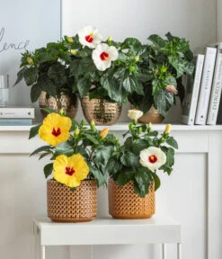 Dehner Metall-Übertopf Kody, Bauchig, Gold -Dehner 8477846 6784912 6874150 6874168 6895627 6895635 WE MO 001 Hibiskus