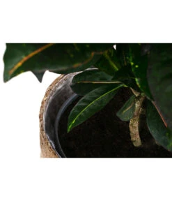 Wunderstrauch - Codiaeum Variegatum 'Petra', In Seegras-Korb -Dehner 8478711 WE DE 002 CodiaeumPetrainKorb