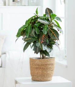 Wunderstrauch - Codiaeum Variegatum 'Petra', In Seegras-Korb -Dehner 8478711 WE MO 001 Codiaeum