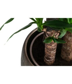 Yucca-Palme - Yucca Elephantipes, In Keramik -Dehner 8478745 WE DE 002 Yucca3erT21inKeramikMatheaGold