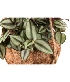 Kokodama-Ampel Dreimasterblume - Tradescantia Zebrina -Dehner 8501579 WE DE 001 KokodamaTradescantiaZebrinaPinkJoyT15 DehnerExpressHerzig