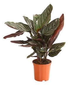 Korbmarante - Calathea Ornata