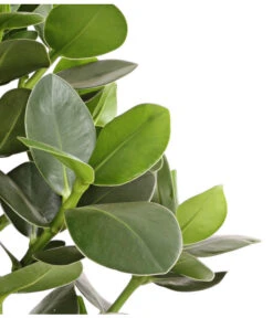 Rosafarbener Balsamapfel - Clusia Major 7 Rosafarbener Balsamapfel - Clusia Major -Dehner 8507733 WE DE 001 RosafarbenerBalsamapfelClusiaMajorT17DehnerExpressHerzig