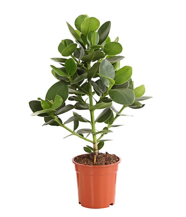 Rosafarbener Balsamapfel - Clusia Major 3 Rosafarbener Balsamapfel - Clusia Major