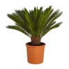 Sagopalmfarn - Cycas Revoluta -Dehner 8509366 PR FS 001 CycasRevolutaDehnerExpressZS