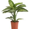 Dieffenbachie - Dieffenbachia Amoena 'Reeva' -Dehner 8509937 WE FS 001 DieffenbachieDieffenbachiaAmoenaTropicSnowT24DehnerExpressHerzig