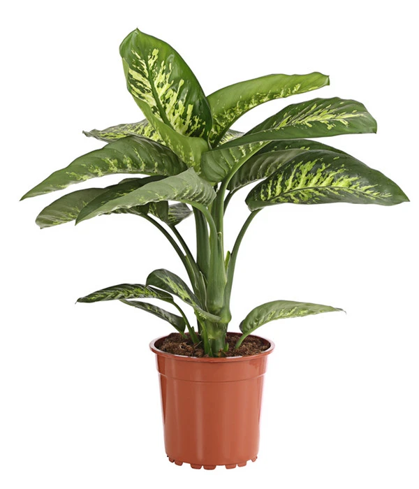 Dieffenbachie - Dieffenbachia Amoena 'Reeva' 3 Dieffenbachie - Dieffenbachia Amoena 'Reeva'
