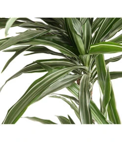 Drachenbaum - Dracaena Deremensis, Verschiedene Sorten -Dehner 8511560 WE DE 001 DrachenbaumDracaenaDeremensisWhiteStripesT27DehnerExpressHerzig
