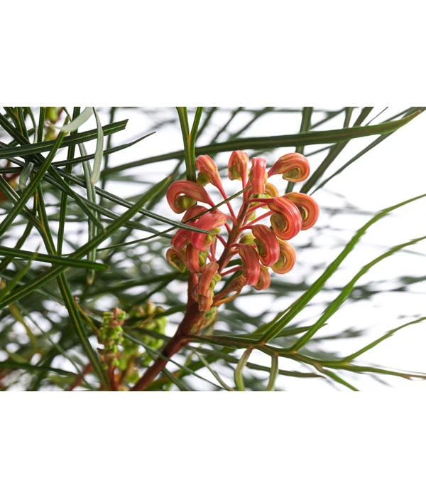 Australische Silbereiche 'Johnson's' 4 Australische Silbereiche 'Johnson's' – Bild 2