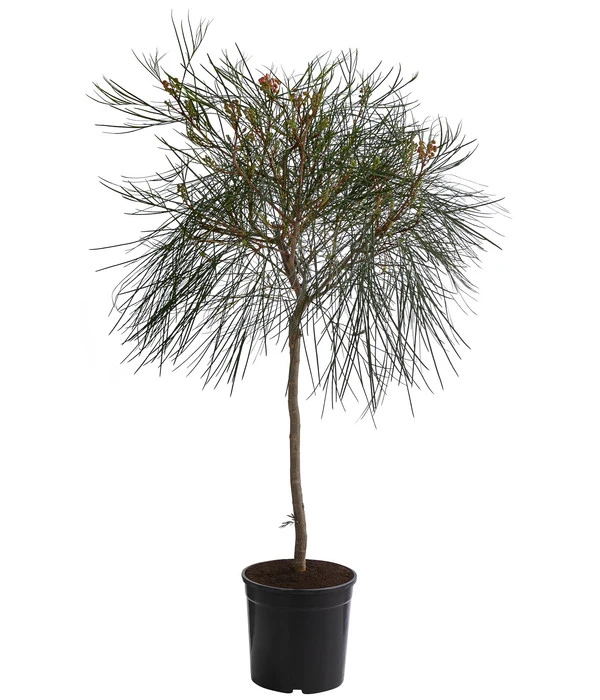 Australische Silbereiche 'Johnson's' 3 Australische Silbereiche 'Johnson's'