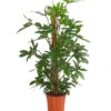 Baumfreund - Philodendron Pedatum -Dehner 8522187 PR FS 001 BaumfreundPhilodendronPedatumT21DehnerExpressHerzig