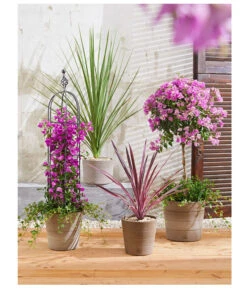 Drillingsblume, Ministamm 9 Drillingsblume, Ministamm -Dehner 8583684 PR MO 001 KuebelpflanzenBougainvilleaCordyline 8684482