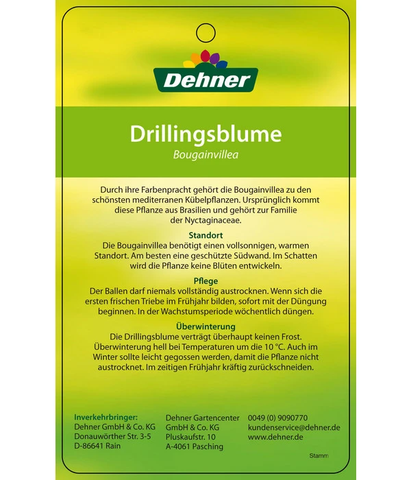 Drillingsblume, Ministamm 7 Drillingsblume, Ministamm – Bild 5